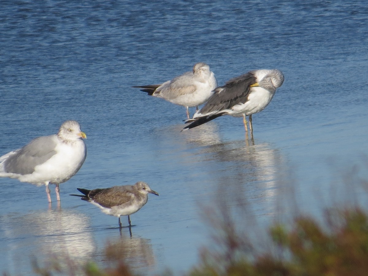 Lesser Black-backed Gull - ML644548473