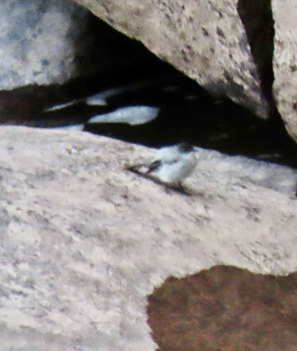 Torrent Tyrannulet - ML644548491