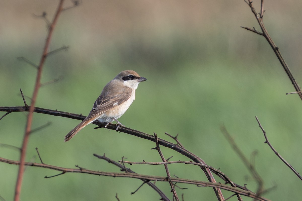 Red-tailed Shrike - ML644548493