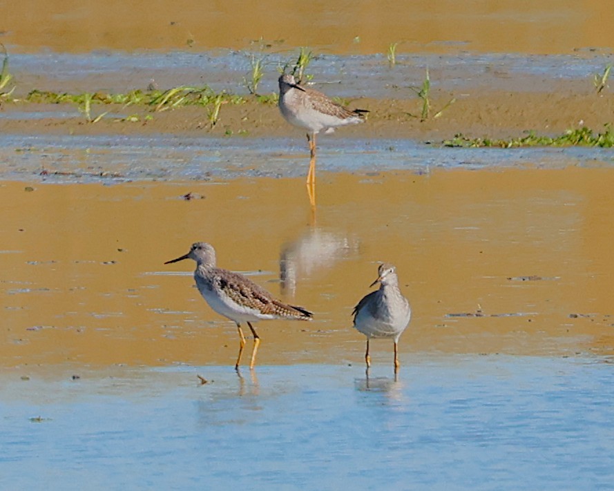 Greater Yellowlegs - ML644548495