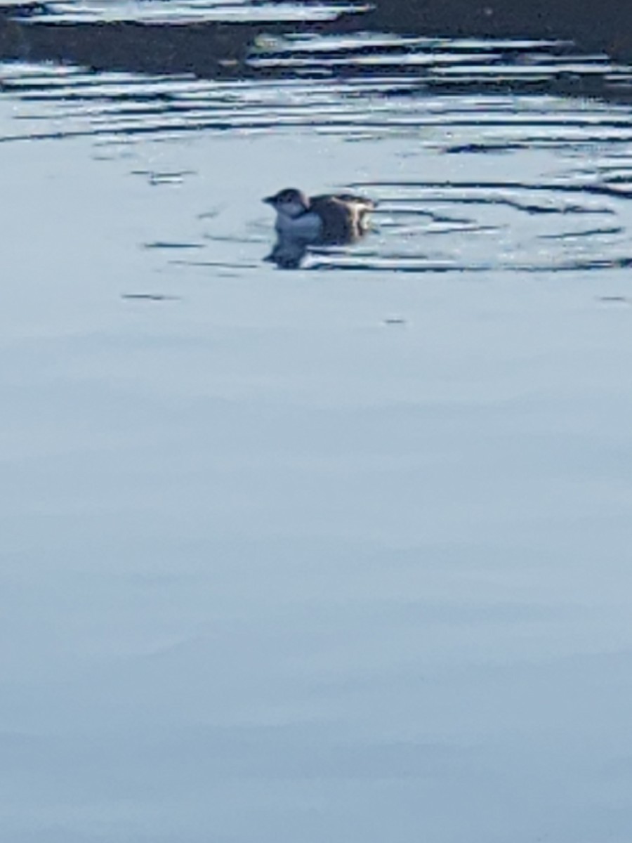 Razorbill - ML644548496