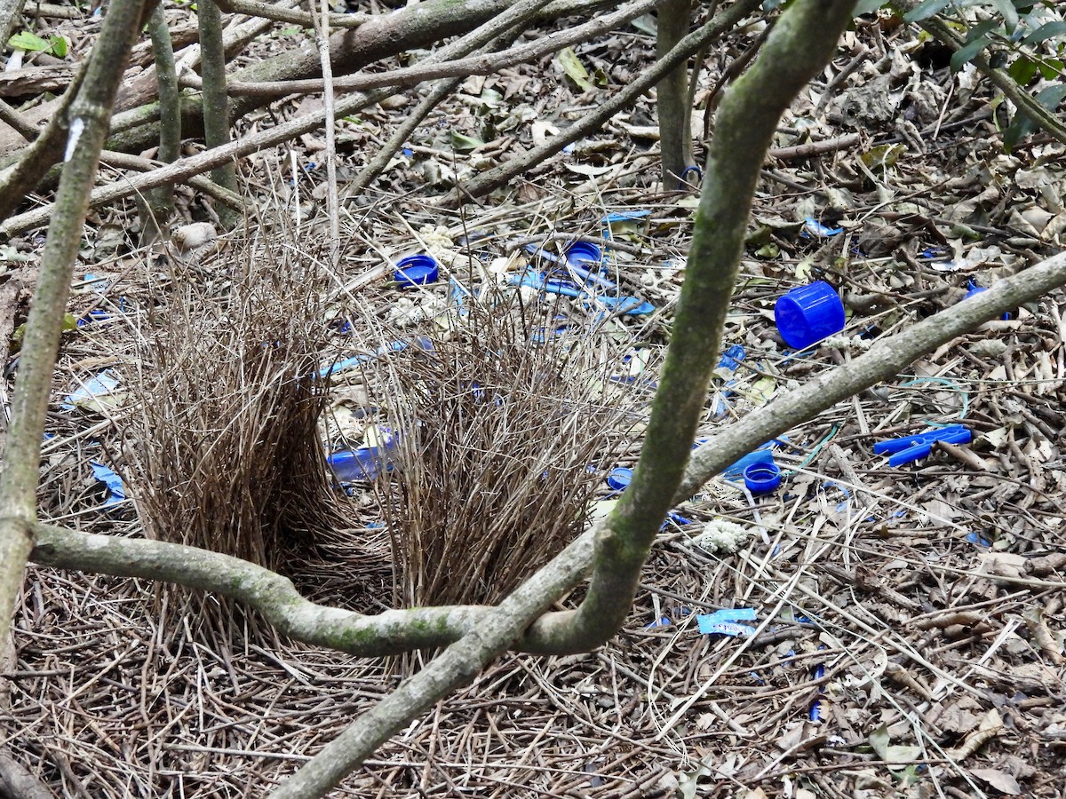 lemčík hedvábný - ML644548502