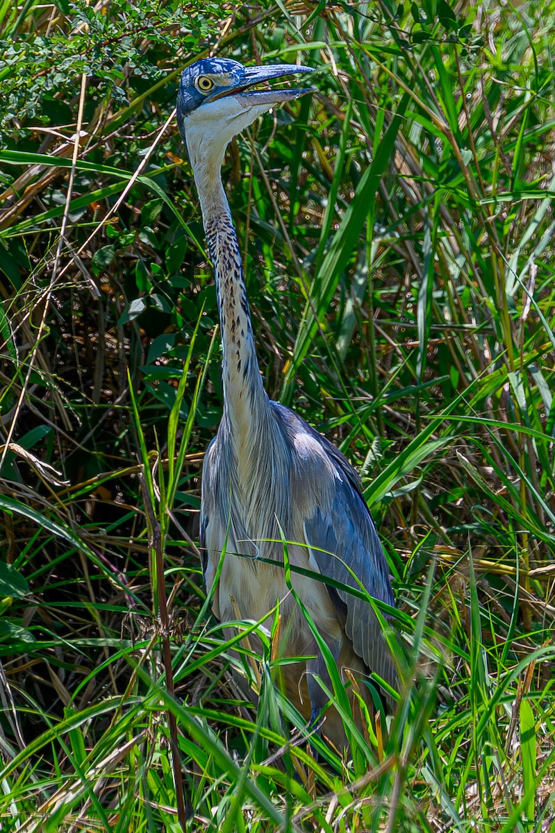 Black-headed Heron - ML644548507