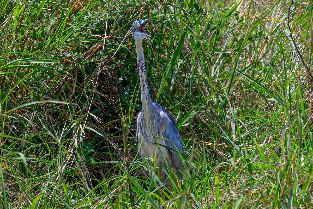 Black-headed Heron - ML644548508