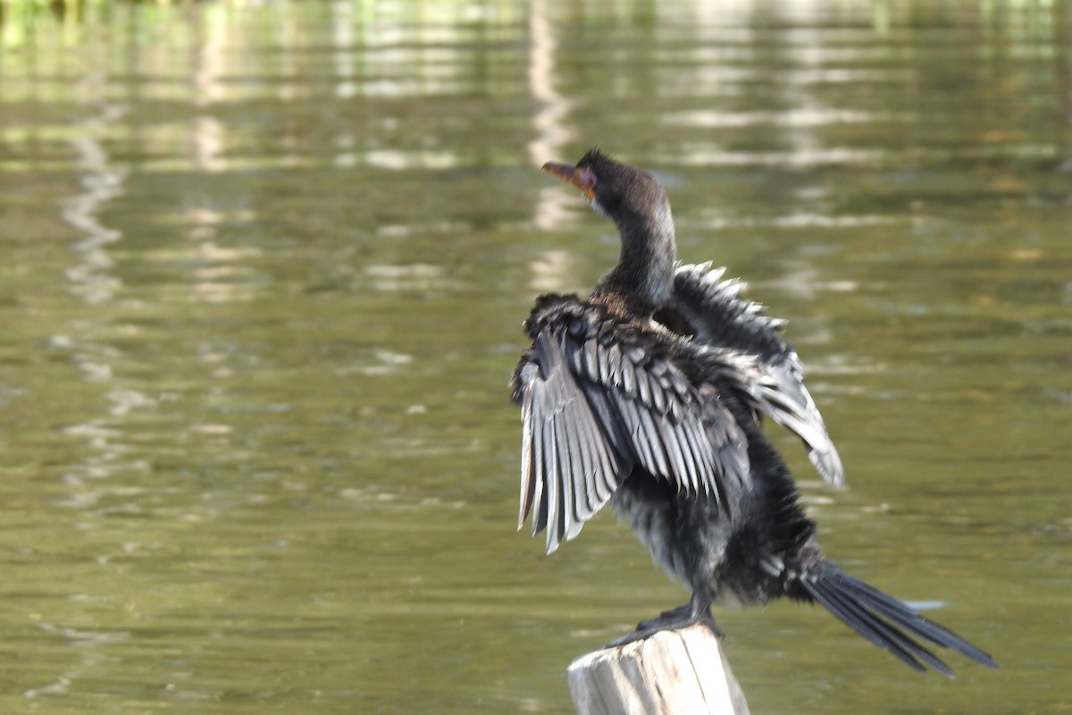 アフリカコビトウ - ML644548514