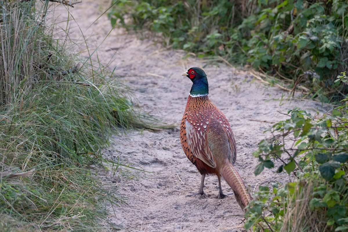 Ring-necked Pheasant - ML644548516