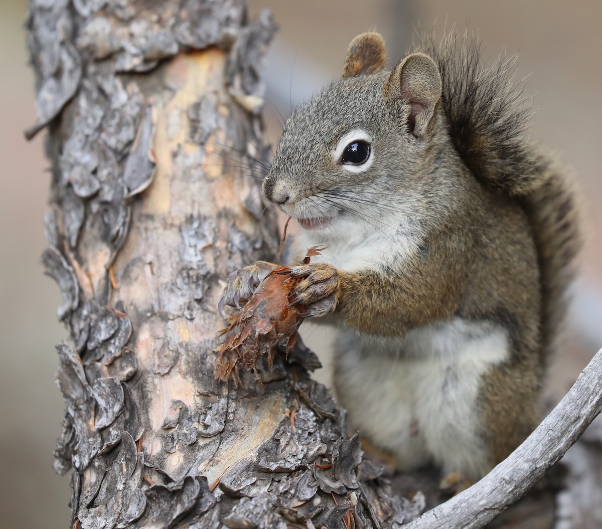 Animals - ML644548517