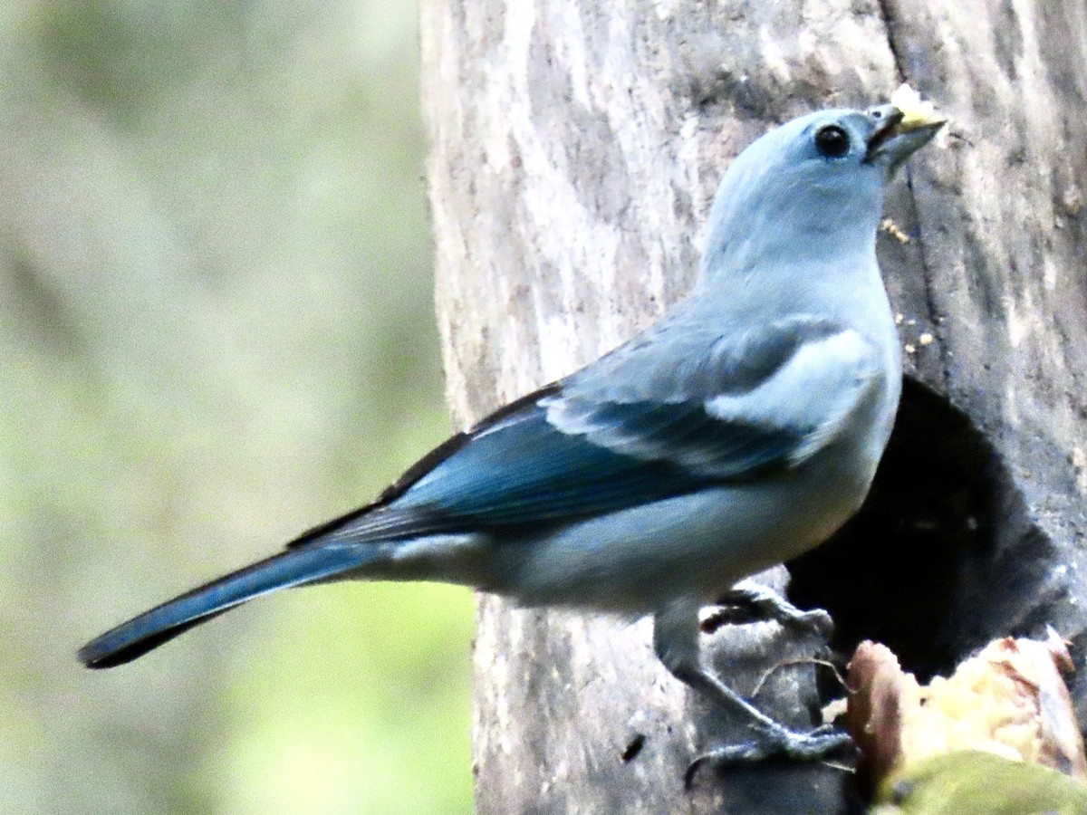 Blue-gray Tanager (White-edged) - ML644548520