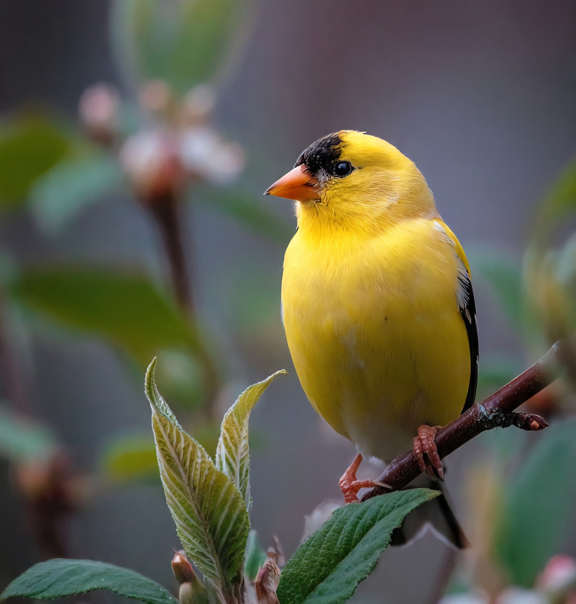 American Goldfinch - ML644548527