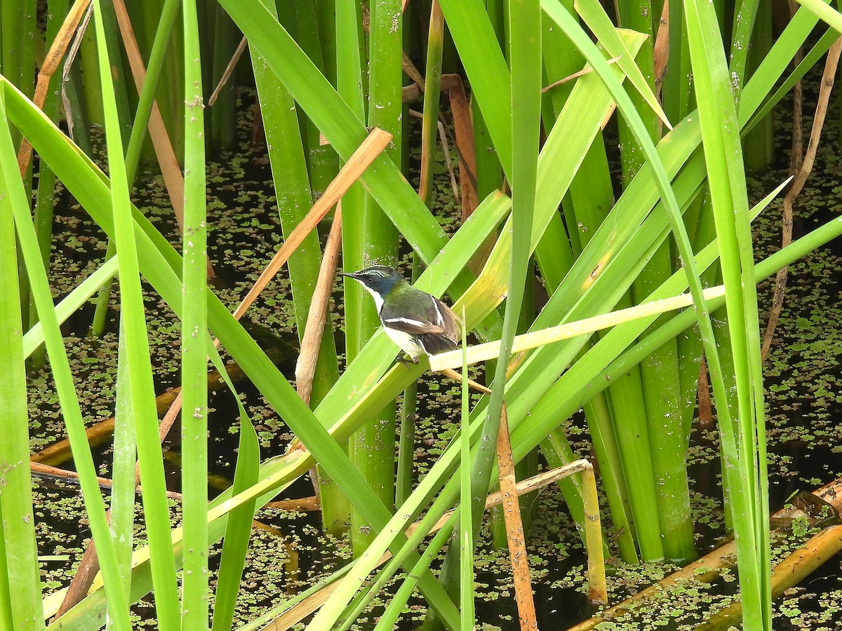 Many-colored Rush Tyrant - ML644548536