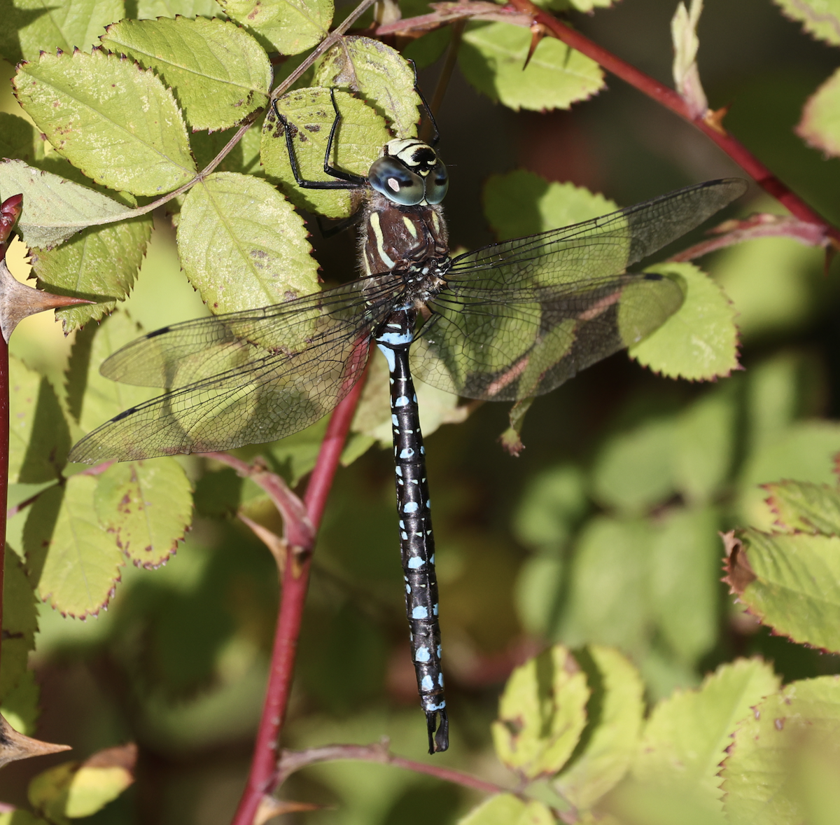 Paddle-tailed Darner - ML644548541