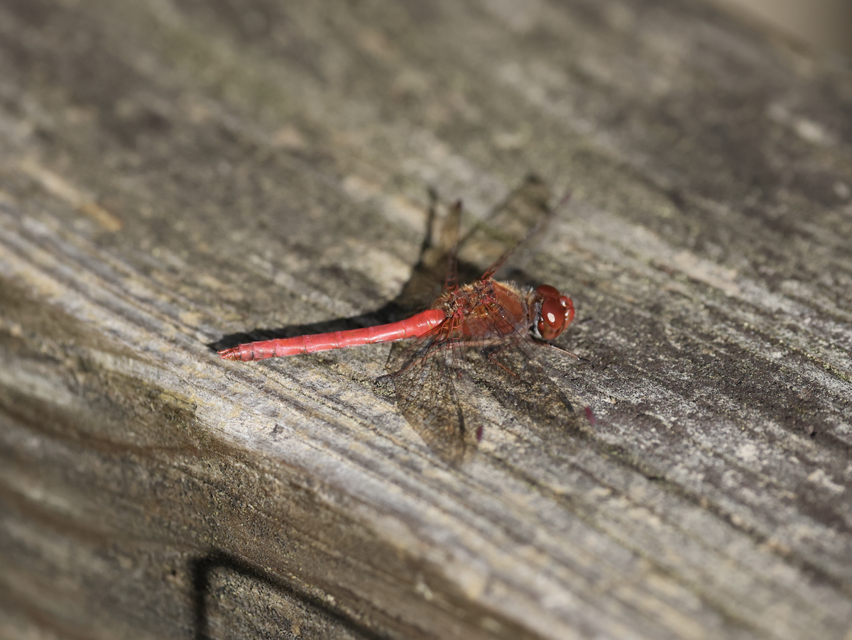 Autumn Meadowhawk - ML644548543