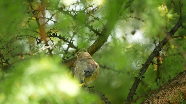 Jaseur d'Amérique - ML644548546