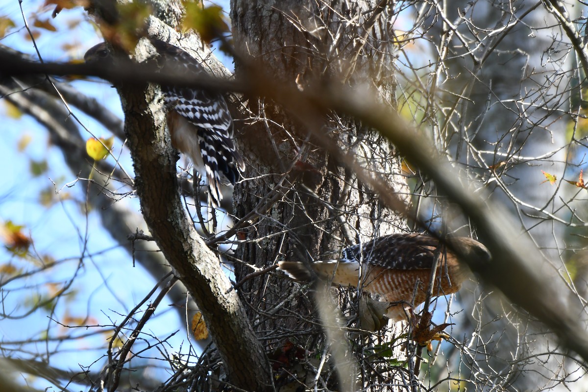 Red-shouldered Hawk - ML644548551