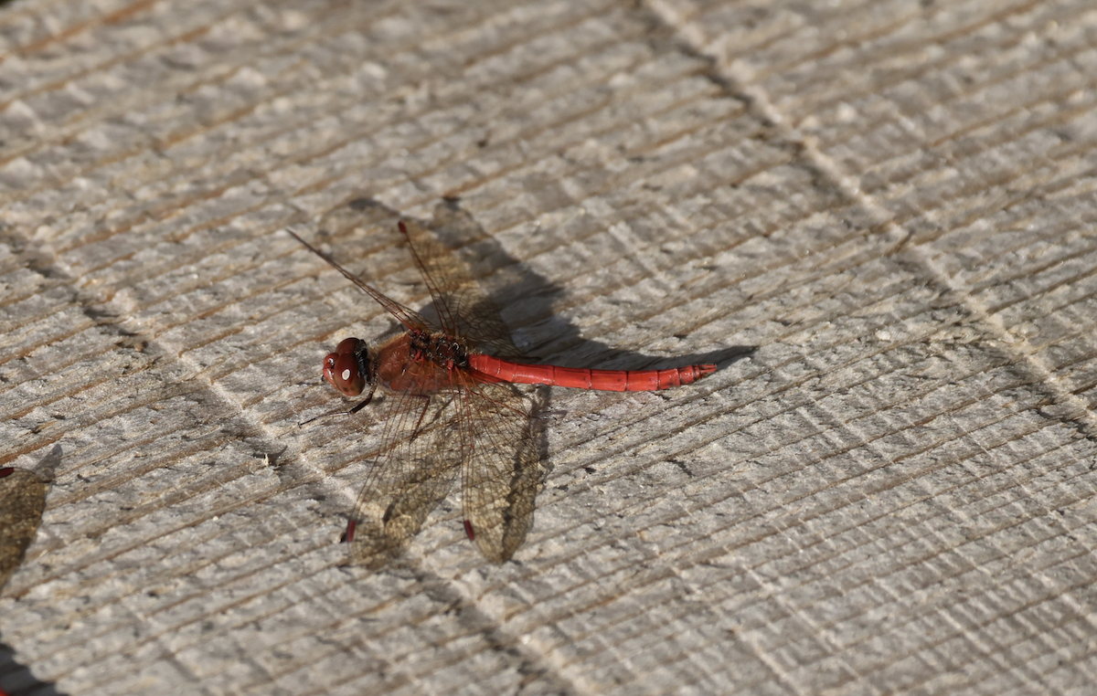 Autumn Meadowhawk - ML644548552