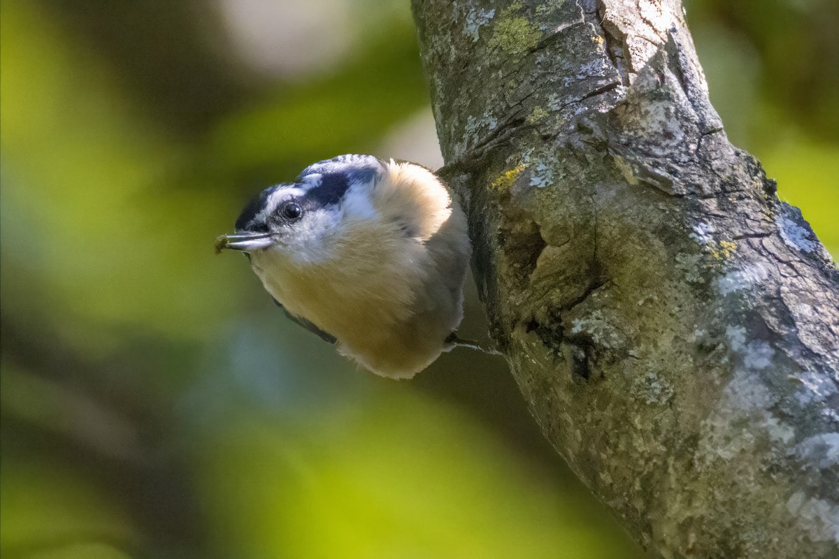 Red-breasted Nuthatch - ML644548553