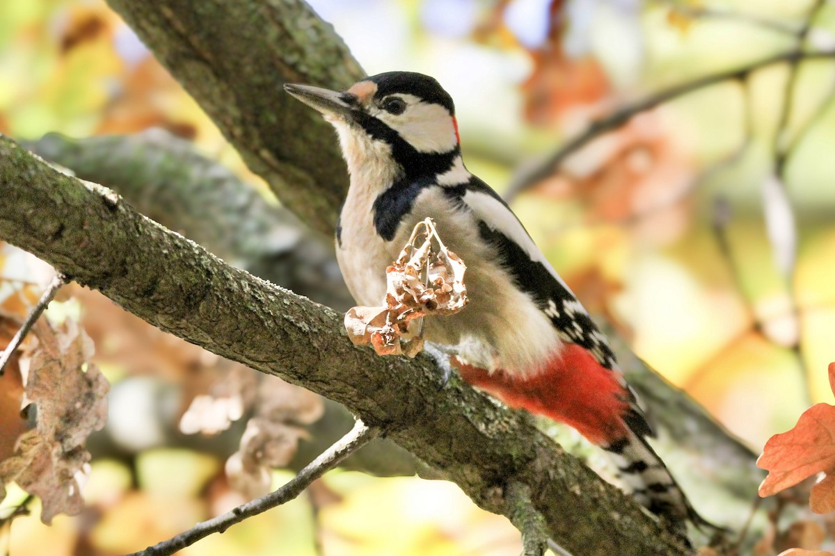 flaggspett - ML644548554