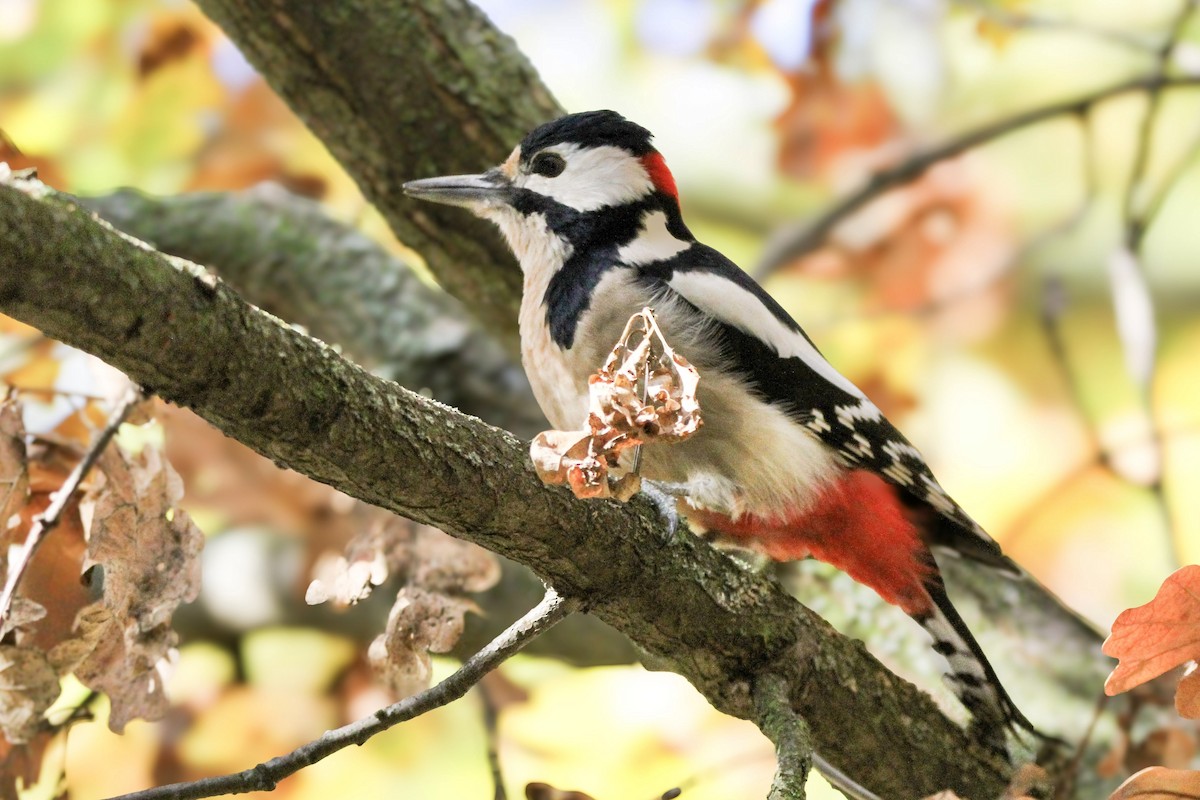 flaggspett - ML644548555