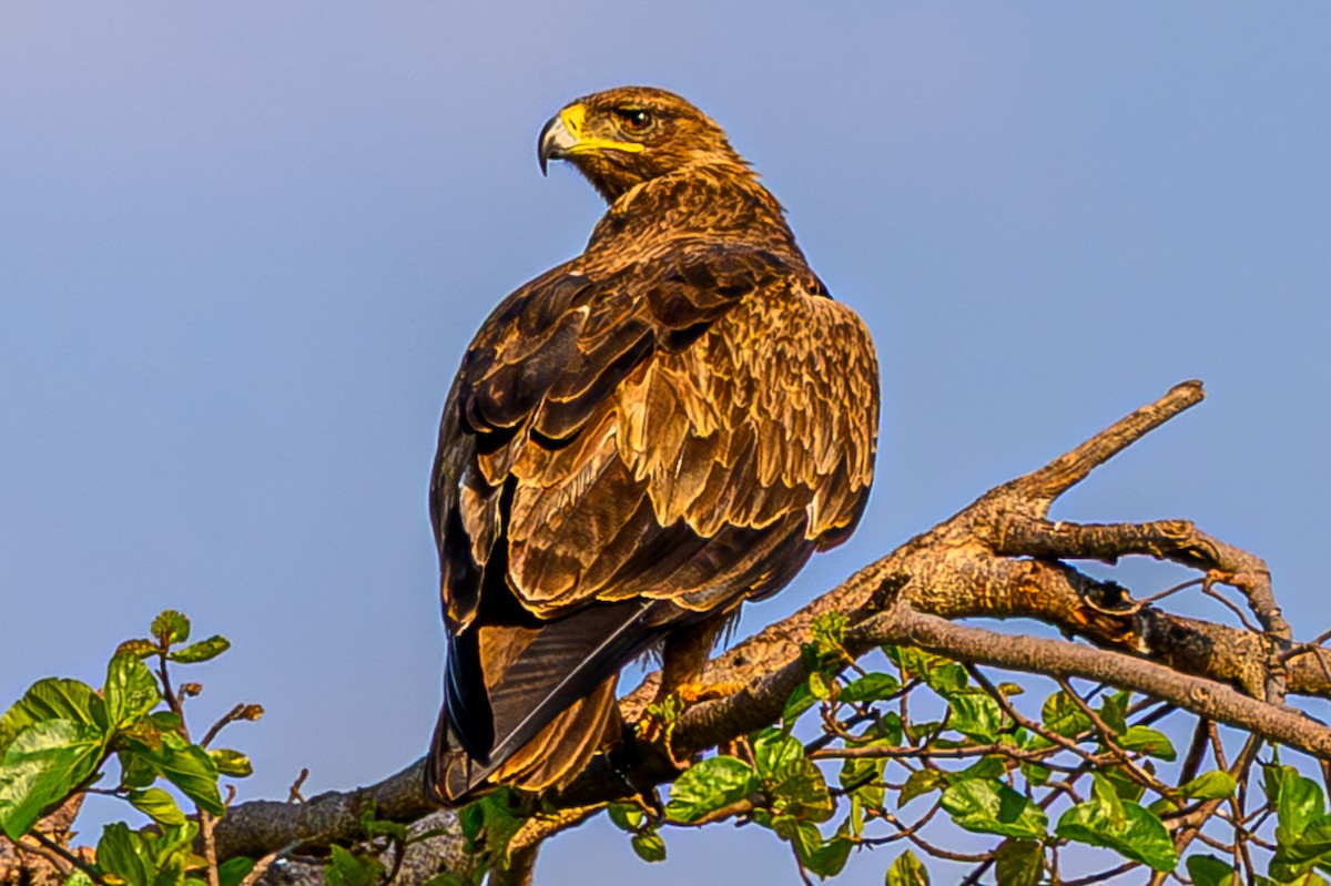 Tawny Eagle - ML644548557