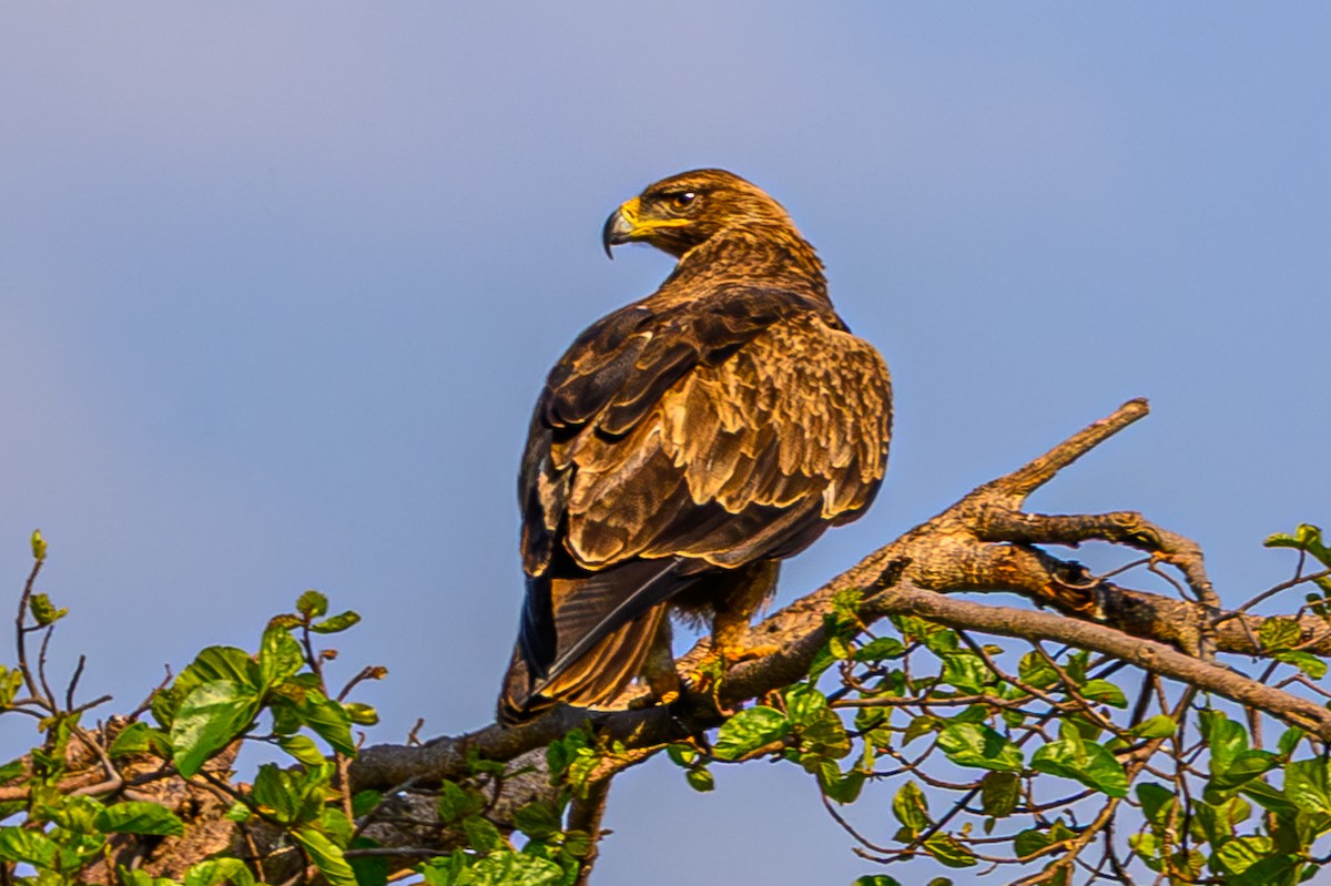 Tawny Eagle - ML644548558
