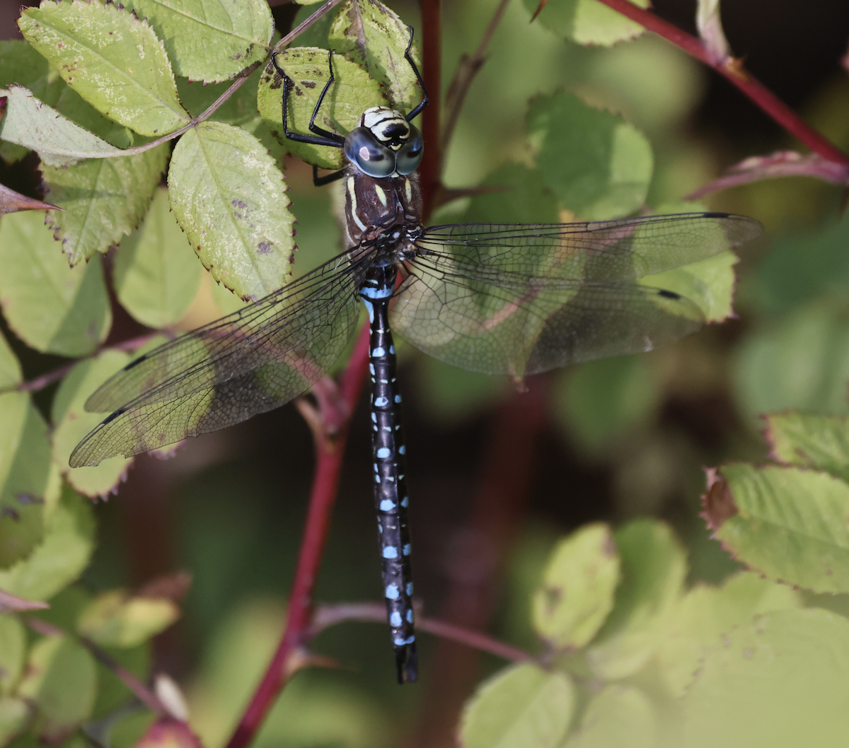Paddle-tailed Darner - ML644548559