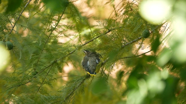 Jaseur d'Amérique - ML644548560