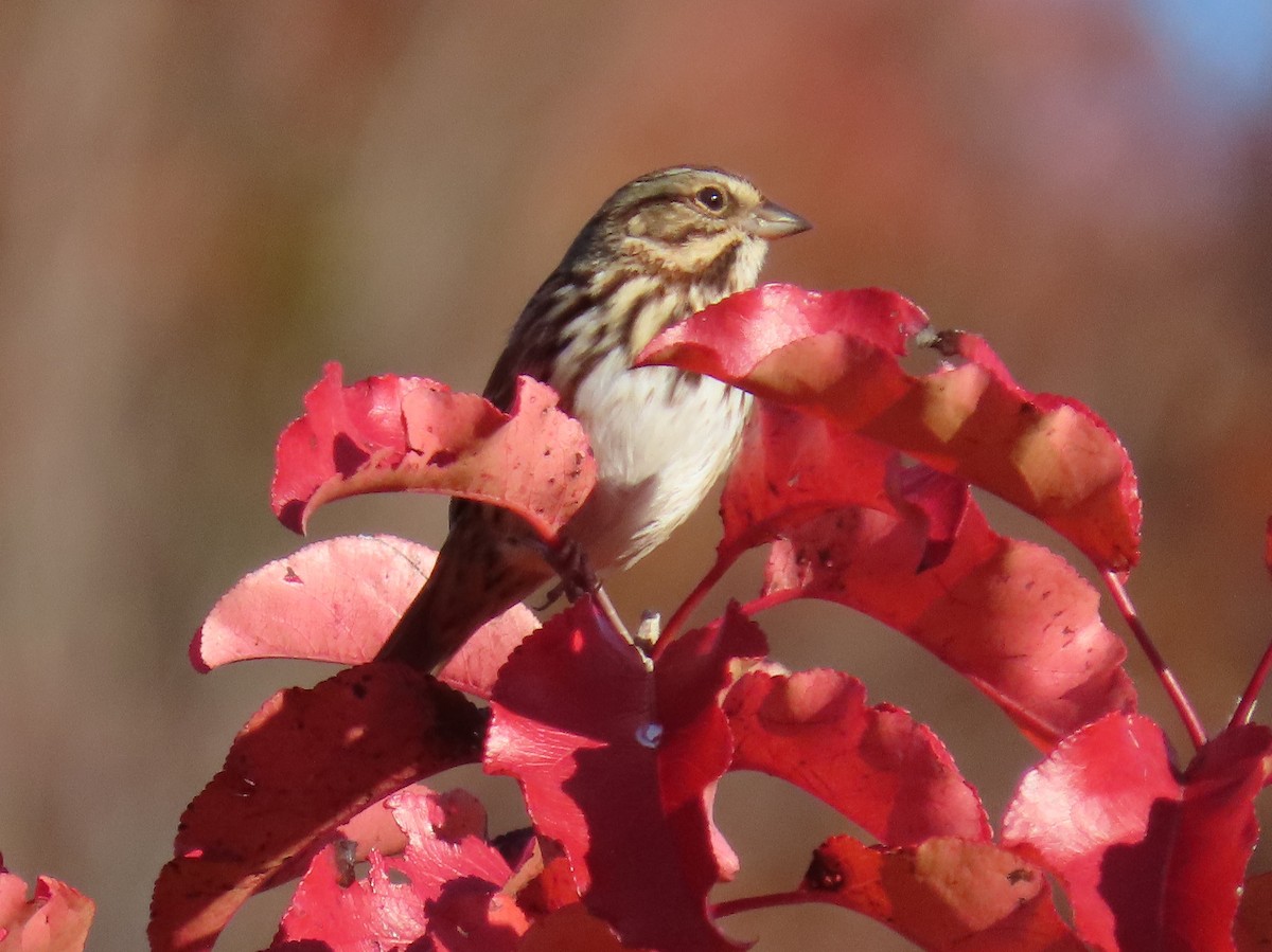 Song Sparrow - ML644548562