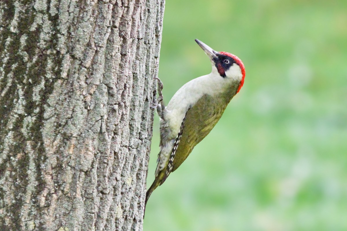 grønnspett - ML644548563