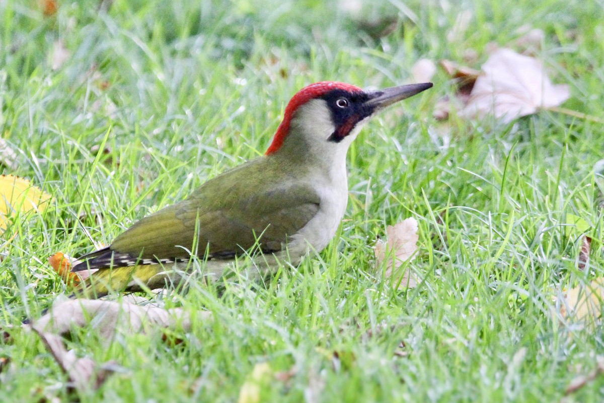 grønnspett - ML644548564