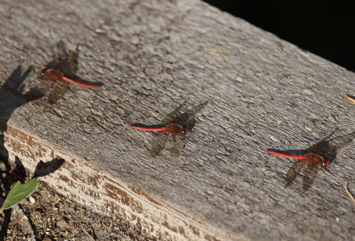 Autumn Meadowhawk - ML644548566