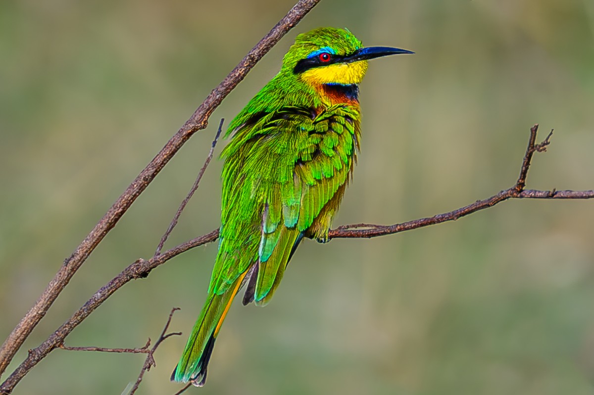 Little Bee-eater - ML644548571