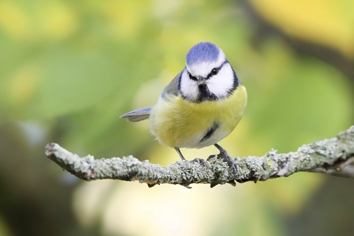 blåmeis - ML644548574