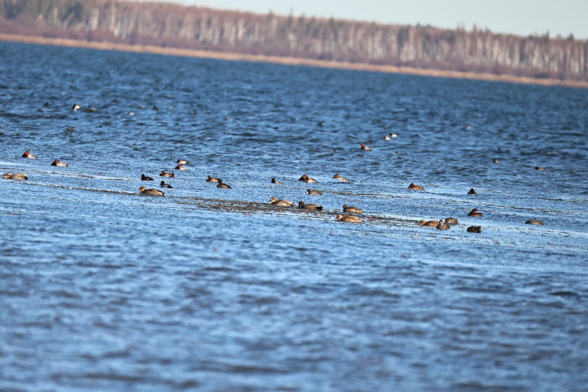 コスズガモ - ML644548580