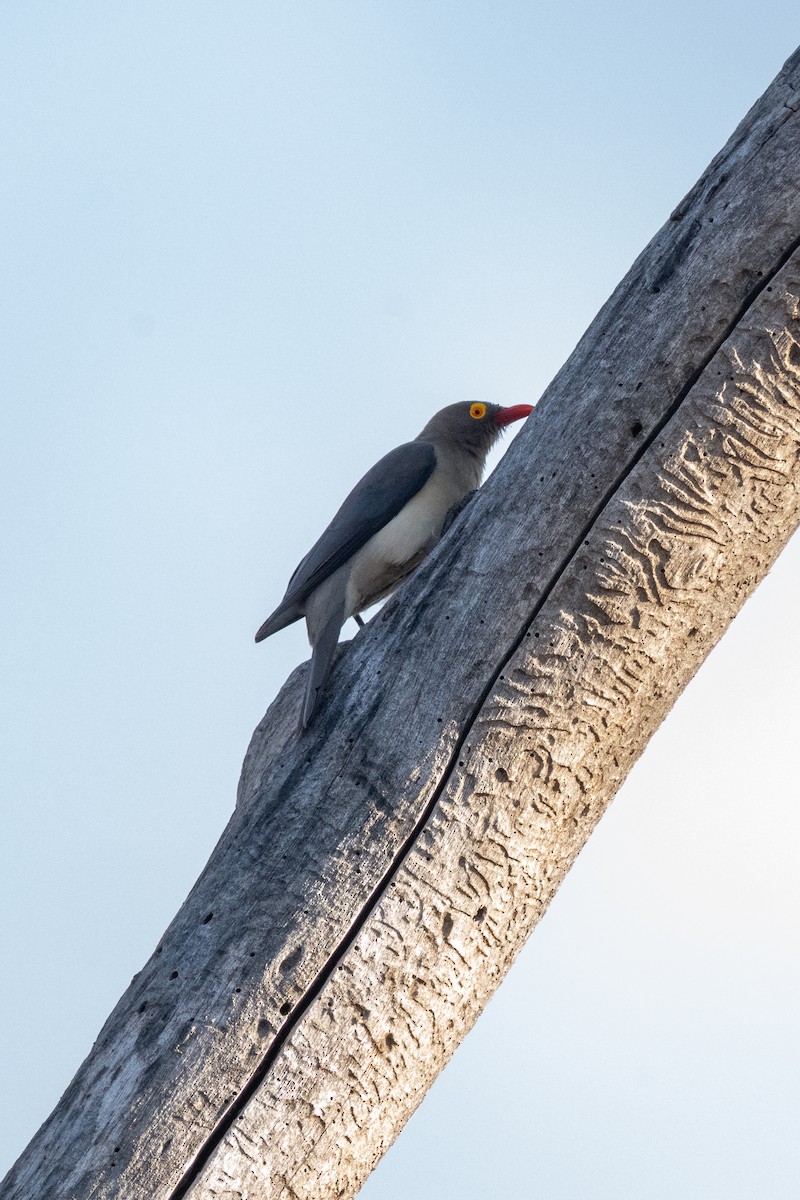 rødnebboksehakker - ML644548582