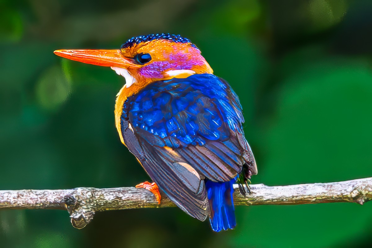 ヒメショウビン - ML644548586