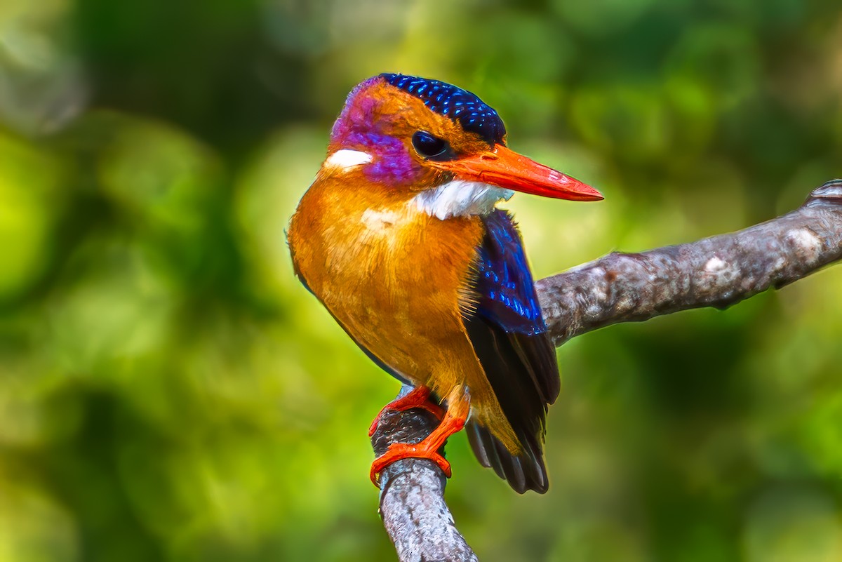 ヒメショウビン - ML644548587