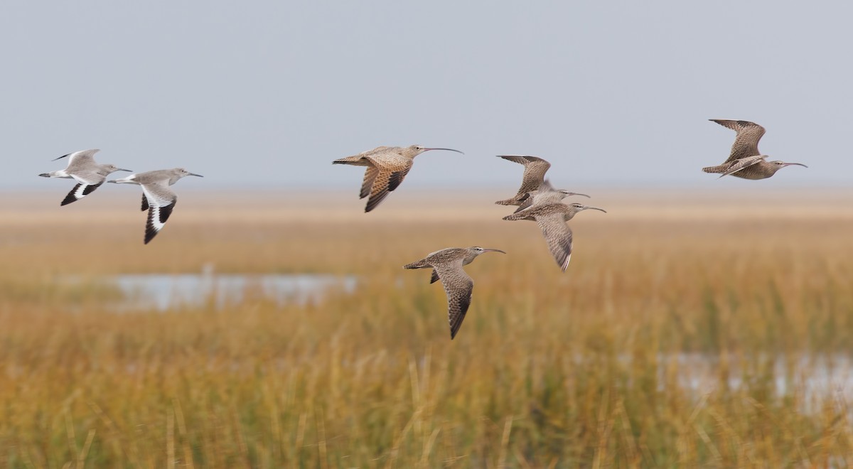 koliha americká - ML644548593