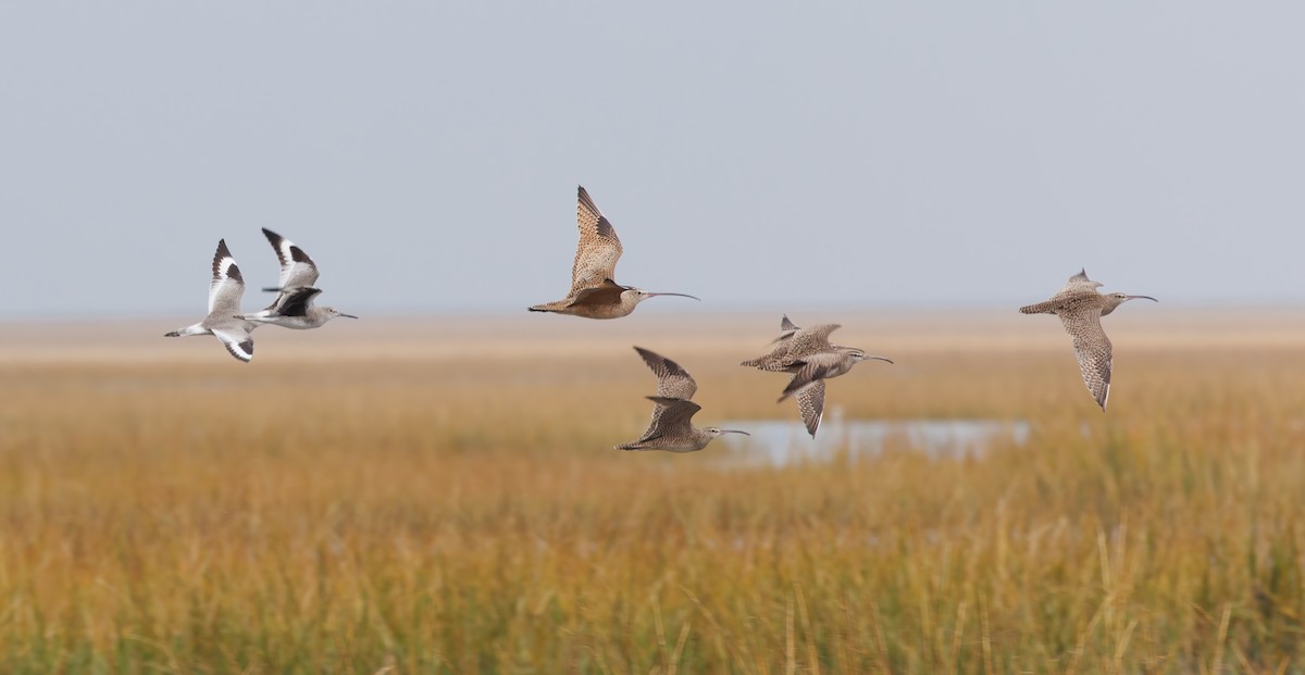 koliha americká - ML644548594