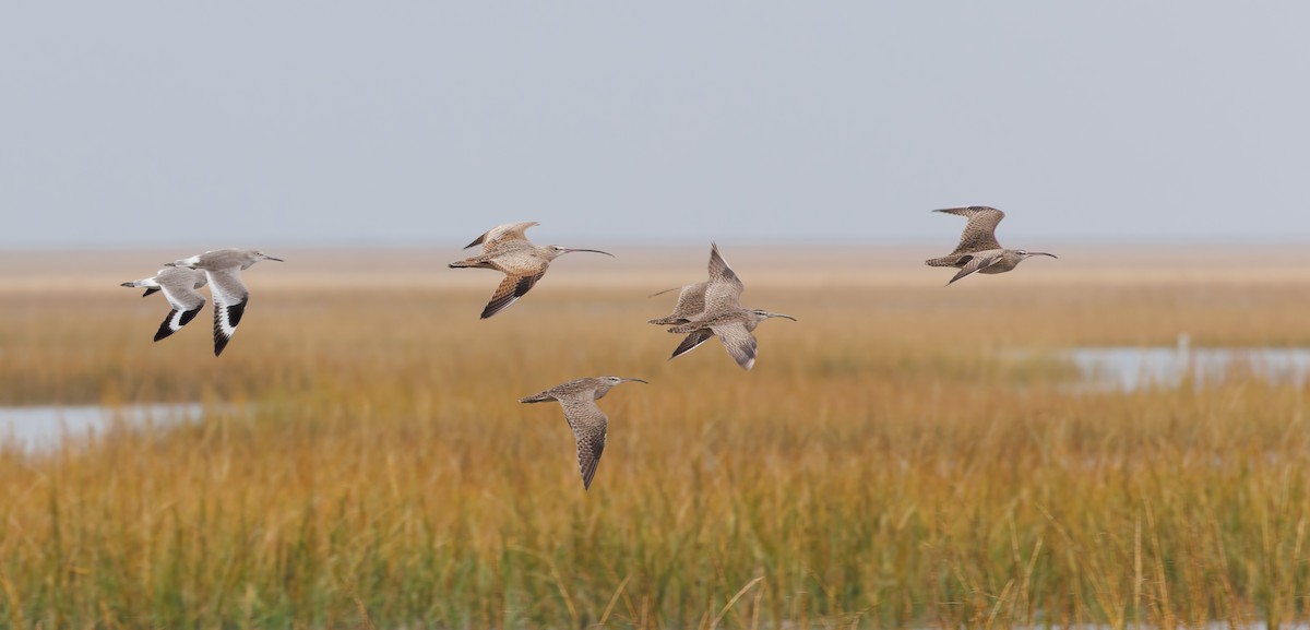 koliha americká - ML644548595