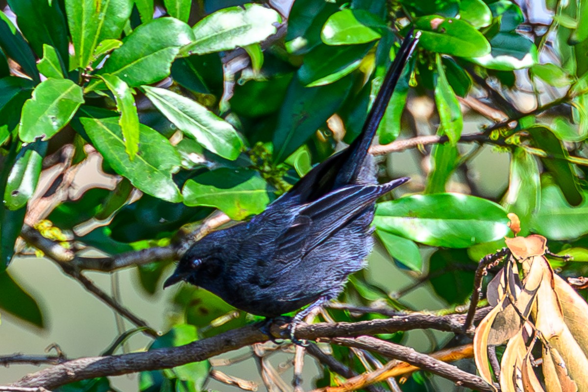 Gobemouche drongo - ML644548598