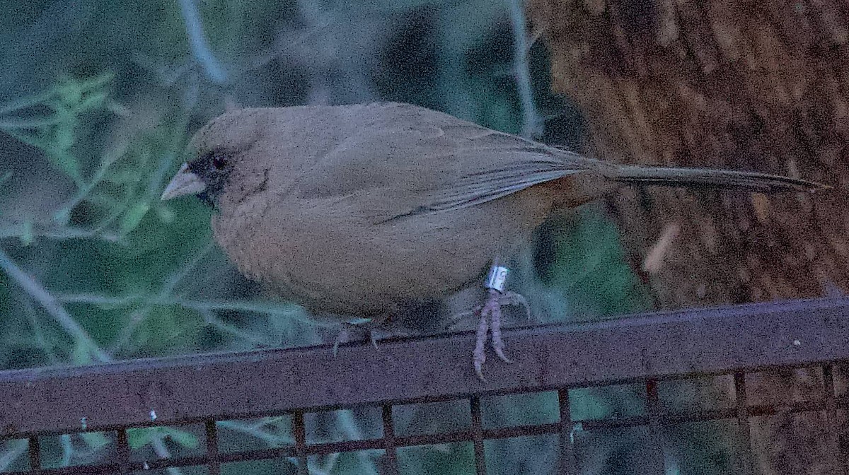 Tohi d'Abert - ML644548602