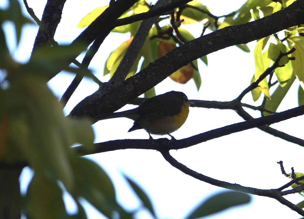 Yellow-breasted Chat - ML644548606