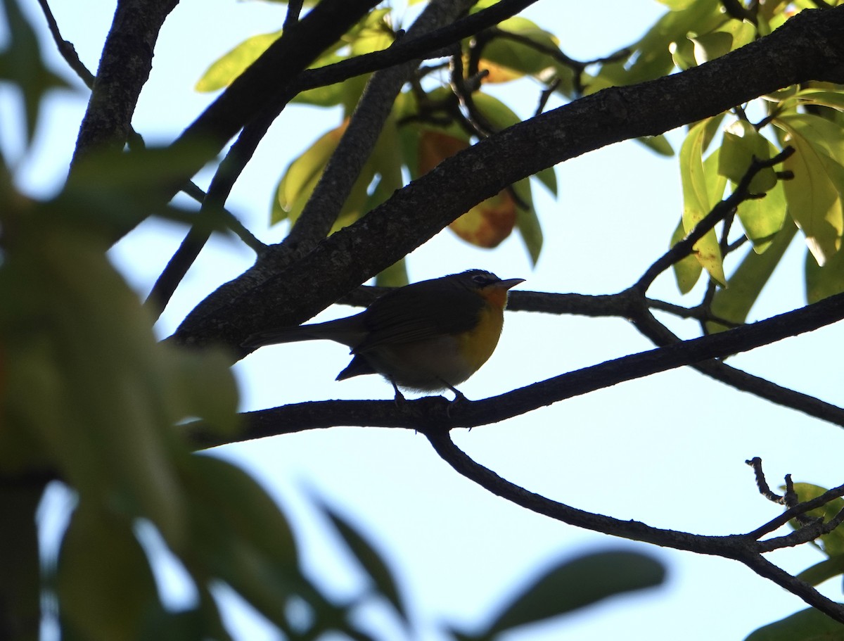 Yellow-breasted Chat - ML644548607