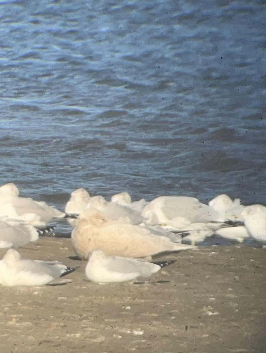 Ipar-kaioa - ML644548610