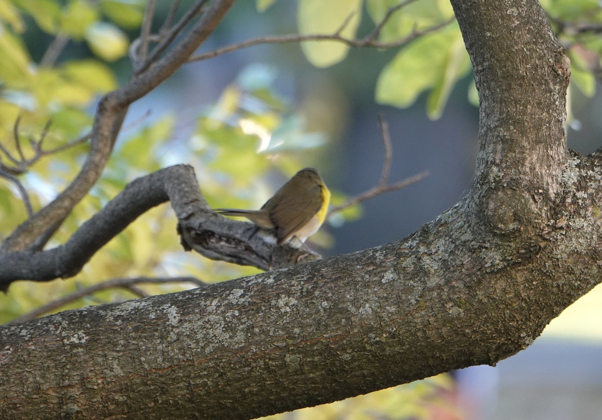 Yellow-breasted Chat - ML644548612