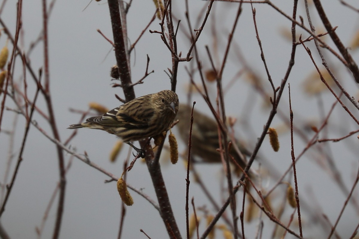Pine Siskin - ML644548614