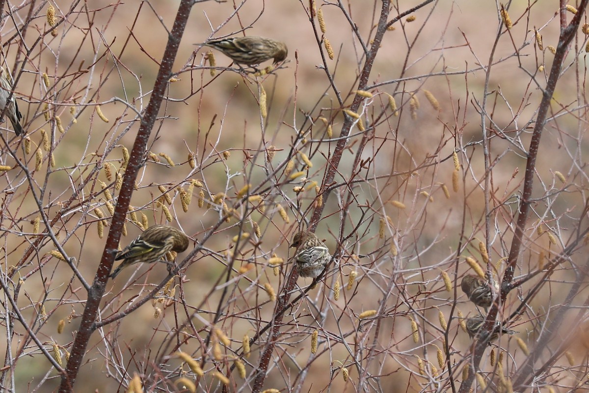 Pine Siskin - ML644548615