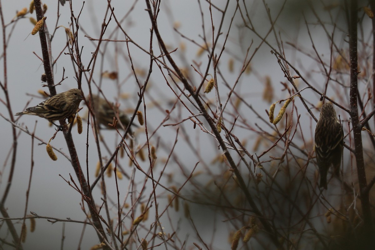 Pine Siskin - ML644548616