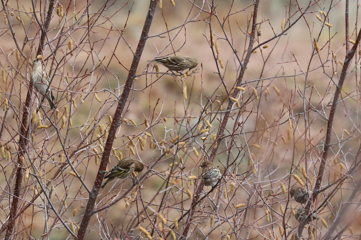 Pine Siskin - ML644548617