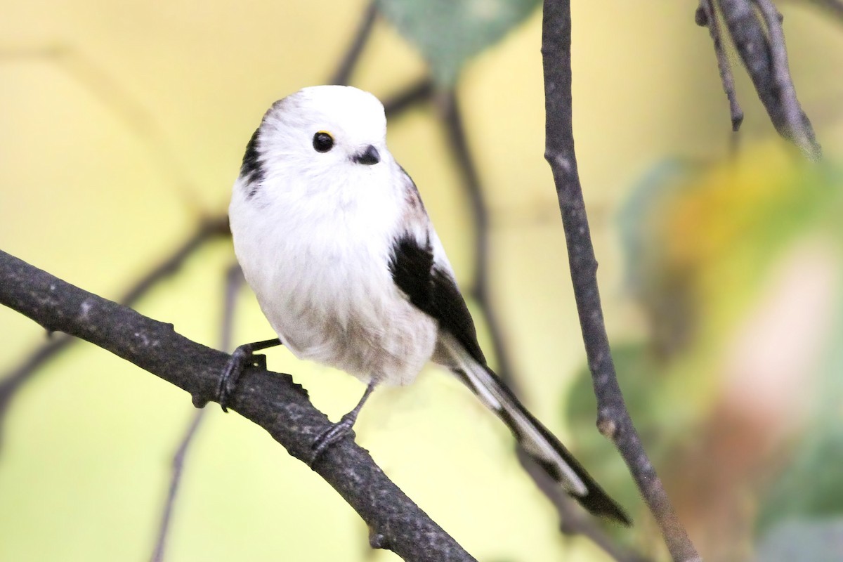 stjertmeis - ML644548618